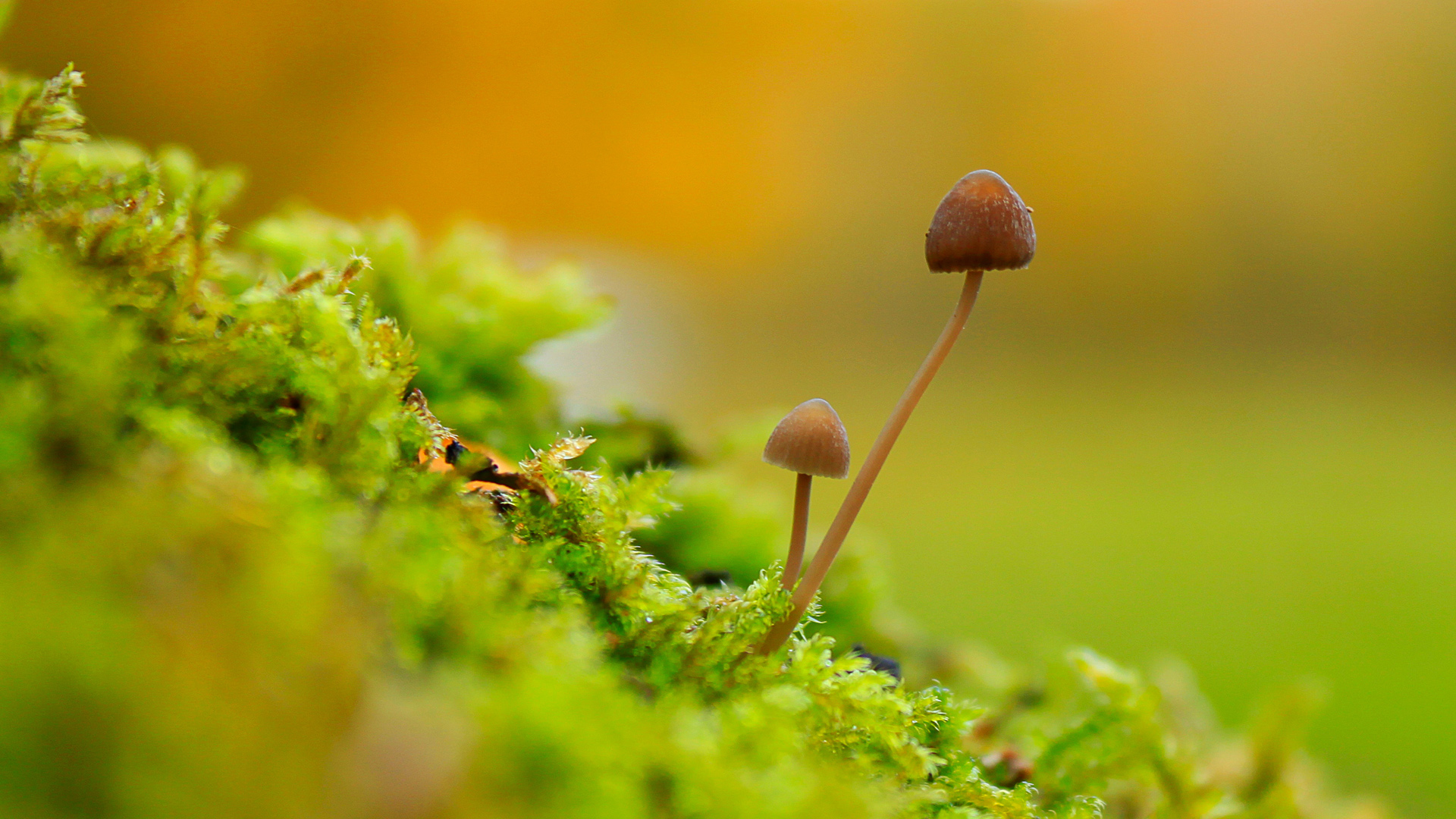 petits minis champignons